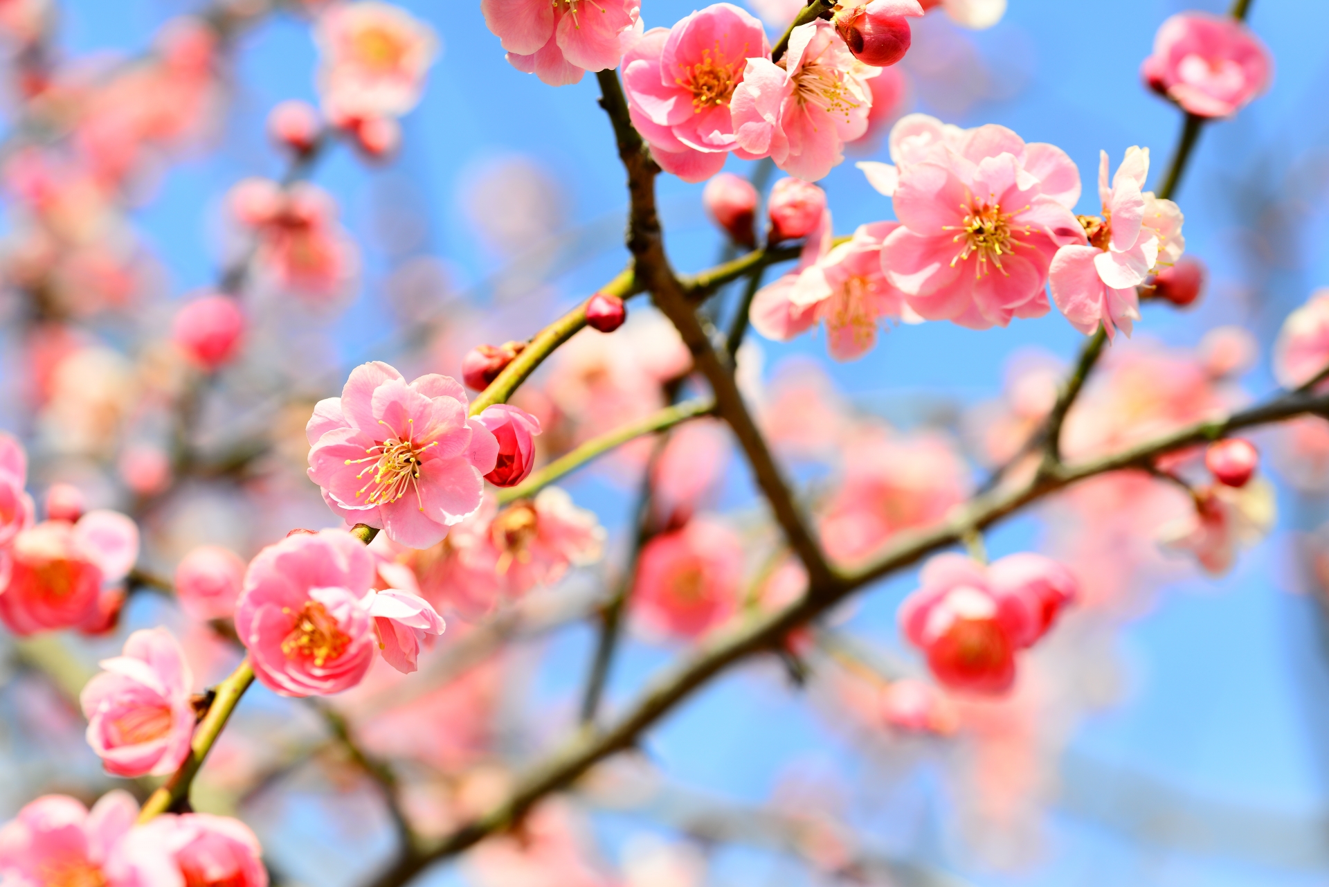 梅の花　3月